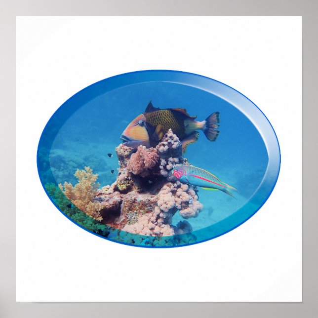 Poster Peixe-balão em recife de coral - Design Fotográfic (Frente)