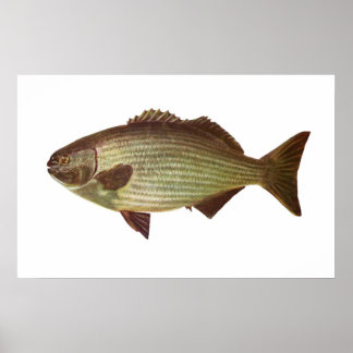 Póster Peixe - Baterista - Kyphosus sydneyanus