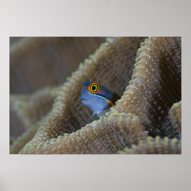 Poster peixe Blenny Blenniidae) espreitando a cabeça para (Frente)