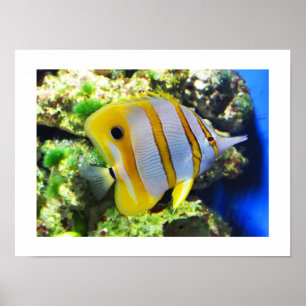 Póster Peixe borboleta