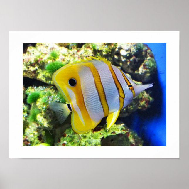 Póster Peixe borboleta (Frente)