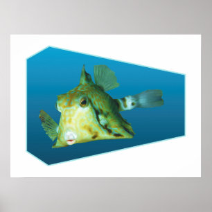 Poster Peixe-boxim - fundo azul de gradiente Design  