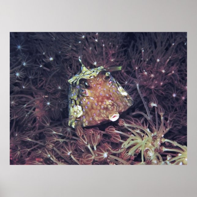 Poster Peixe-boxim no Coral (Frente)