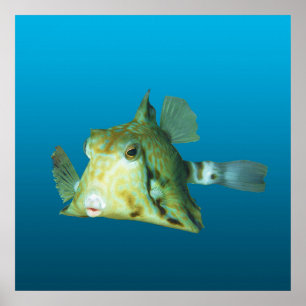 Poster Peixe-caixa Close-up! Fundo azul gradiente