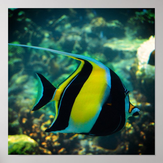 Poster Peixe de Banner Longo (Frente)
