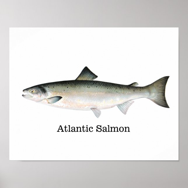 Póster Peixe de Salmão Atlântico (Frente)