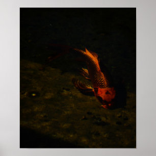 Poster peixe dourado
