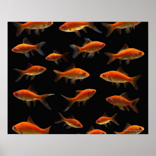 Póster Peixe dourado 2