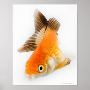 Póster Peixe dourado (auratus do Carassius)
