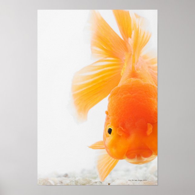 Poster Peixe-dourado-cabeça-de-laranja (Carassius auratus (Frente)