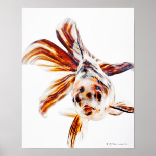 Póster Peixe dourado do cometa do Fantail da chita