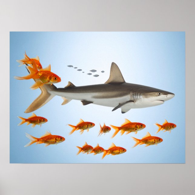 Poster Peixe Dourado e Tubarão (Frente)