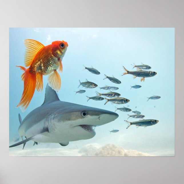 Poster Peixe Dourado e Tubarão (Frente)