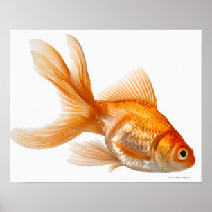 Póster Peixe dourado extravagante