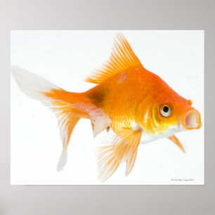 Póster Peixe dourado no fundo branco