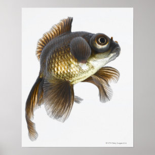 Póster Peixe-dourado-preto (Carassius auratus) 2