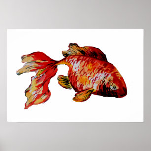 Poster Peixe Dourado Vermelho