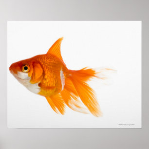 Póster Peixe dourado, vista lateral
