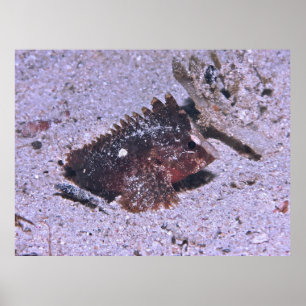 Poster Peixe-espada