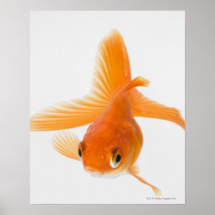 Póster Peixe-espada (Carassius auratus)