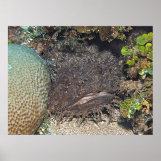 Poster Peixe-espada com Camarão na face
