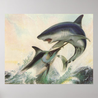 Poster Peixe - Espadim Negro e Tubarão-Mako