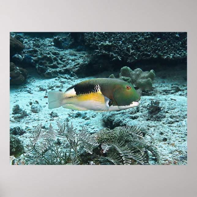 Poster Peixe-espinho (Frente)