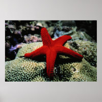 Peixe Estrela | Mar Vermelho