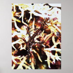 Póster Peixe Fantasma de Komodo