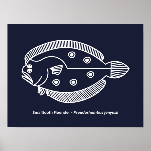 Poster Peixe-Flounder Divertido de Branco sobre o Azul Ma (Frente)
