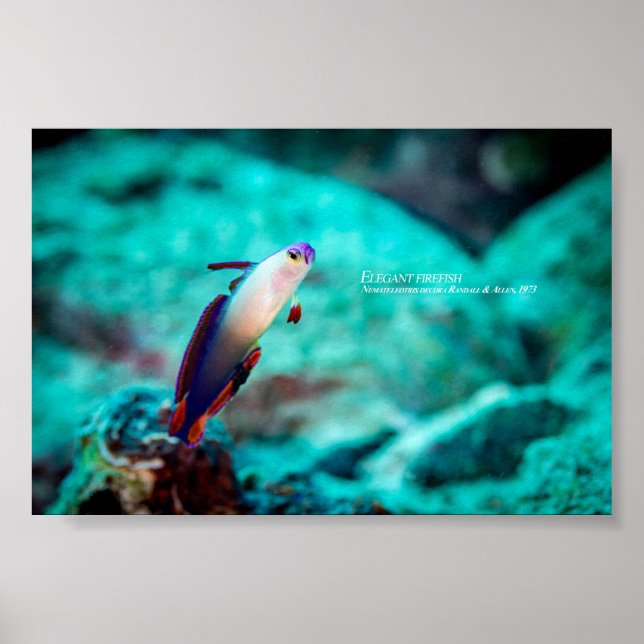 Poster Peixe-fogo elegante (Frente)