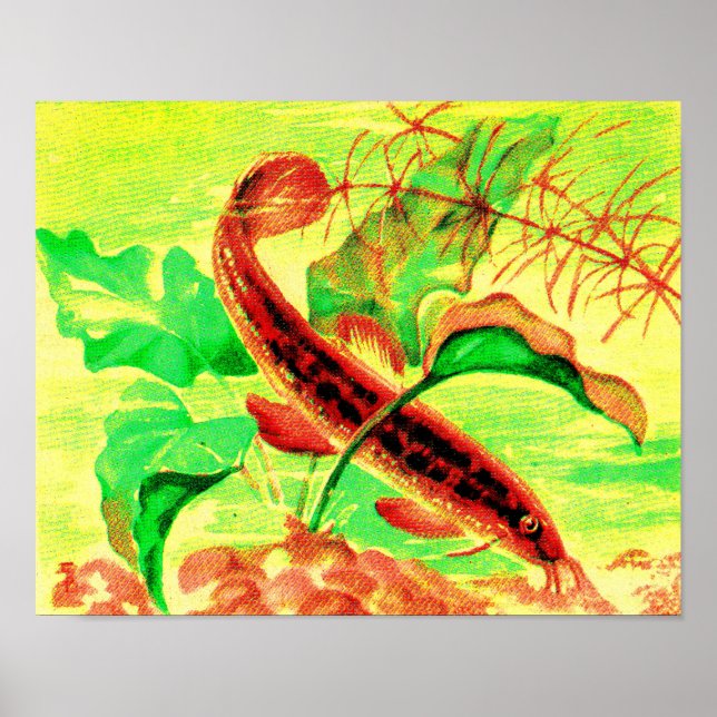 Poster peixe-gato (Frente)