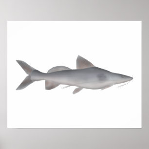 Poster Peixe-gato de whiskered longo