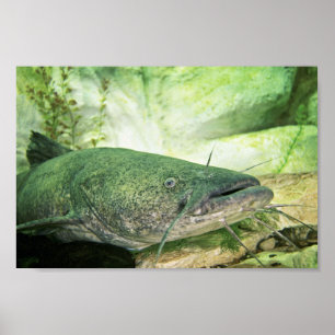 Póster Peixe-gato Flathead
