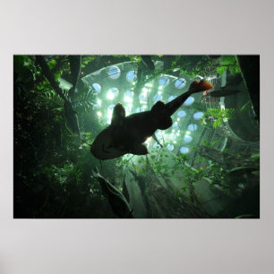 Poster Peixe-gato gigante