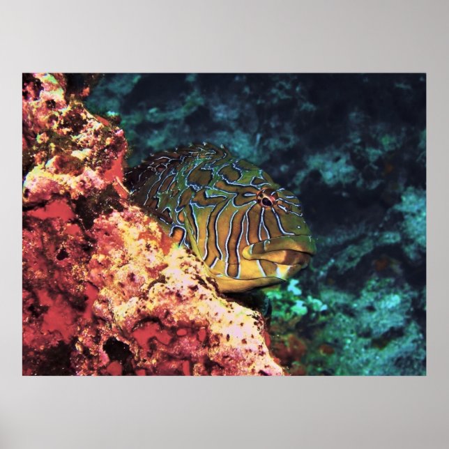 Poster Peixe-gato gigante das Galápagos (Frente)