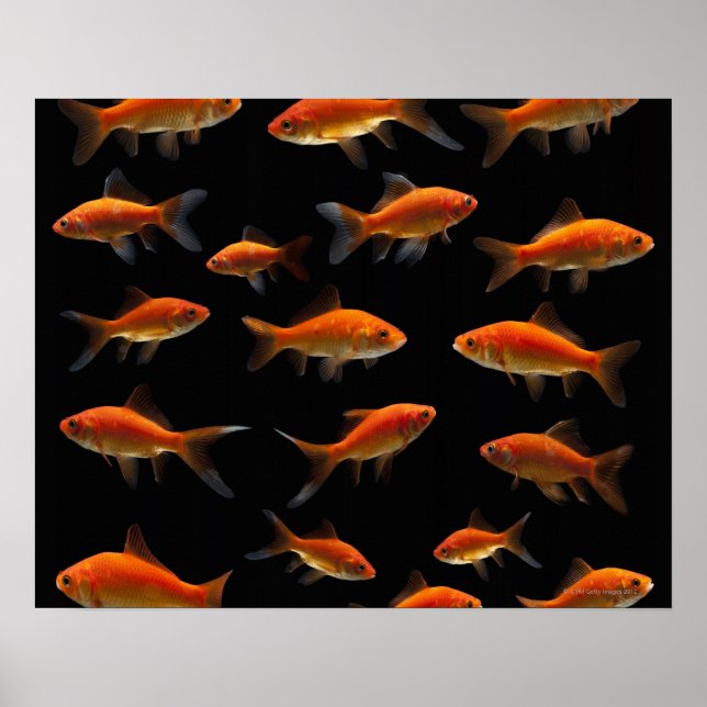 Póster Peixe-Goldfish 2 (Frente)