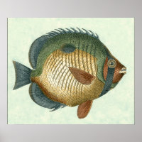 Peixe Grande Colorido