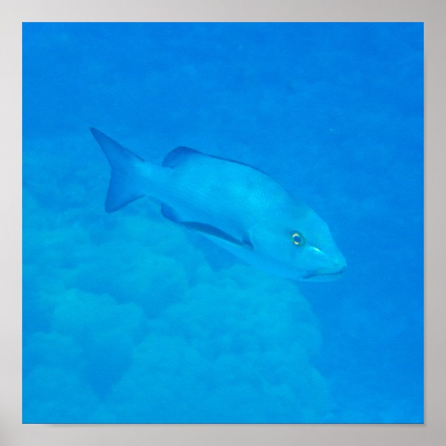 Poster Peixe-Instantâneo do Recipiente do Recipiente da B (Frente)