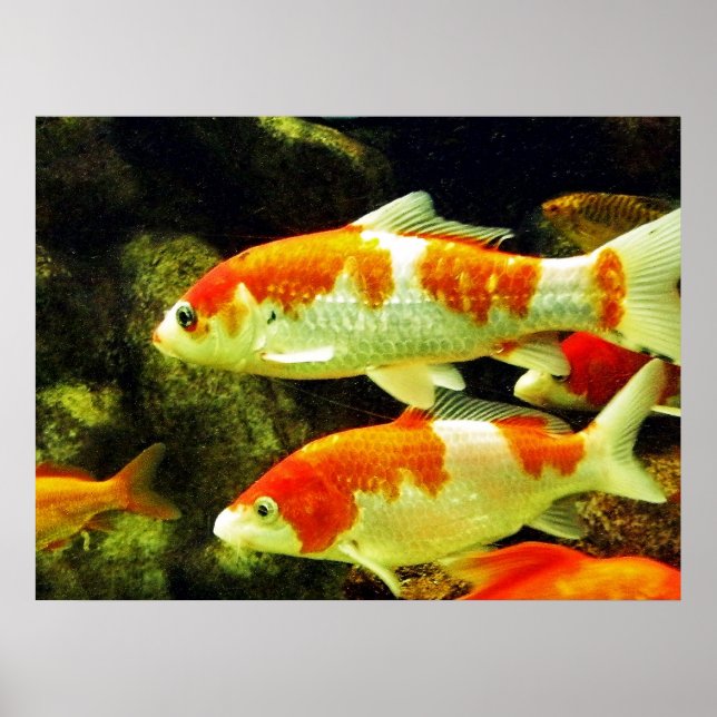 Poster Peixe Koi (Frente)