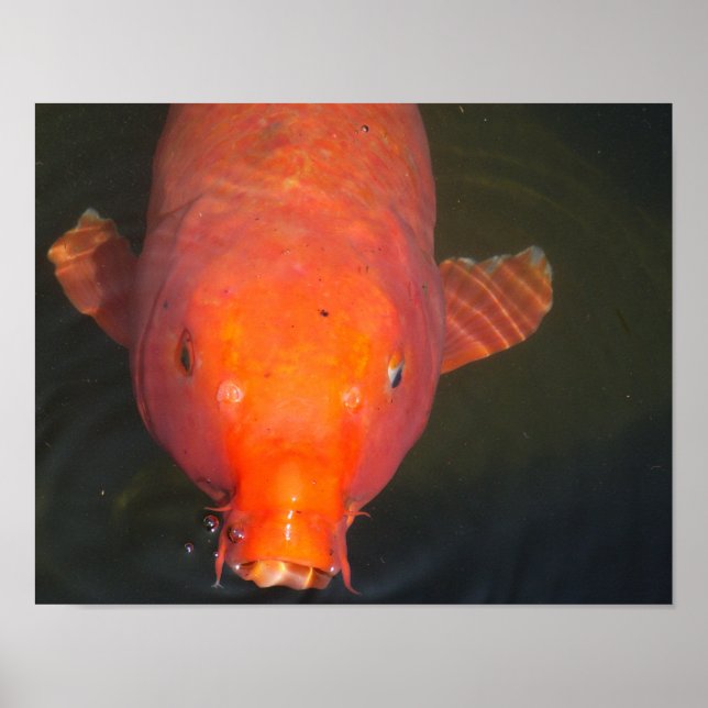 Poster Peixe-Koi-Laranja (Frente)