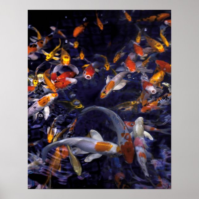 POSTER PEIXE KOI SOBRE O FLUXO (Frente)