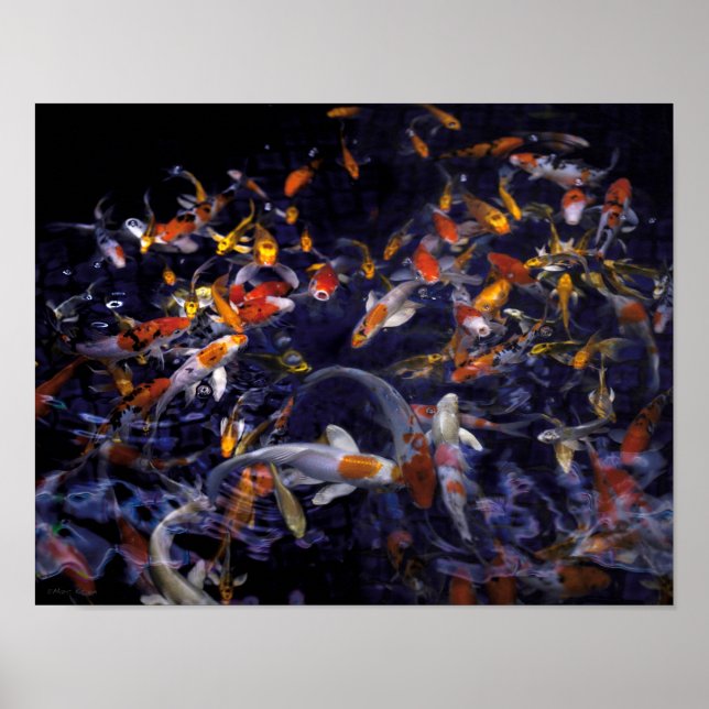 POSTER PEIXE KOI SOBRE O FLUXO (Frente)