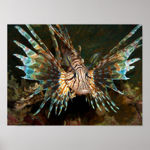 Poster Peixe-leão de perto! Foto muito próxima e intensa 