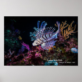 Póster Peixe-leão-luna, Pterois lunulata,