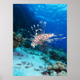 Poster Peixe-leão ou Pterois Miles, Peixe de Recife Oceân