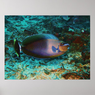 Póster Peixe Mistério