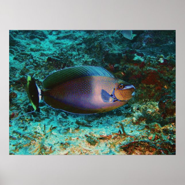 Póster Peixe Mistério (Frente)
