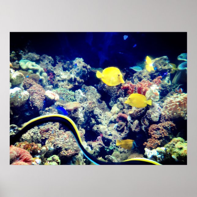 Poster peixe-neto amarelo tropical (Frente)