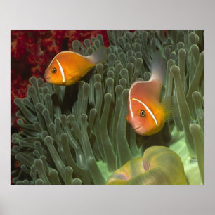 Poster Peixe-palhaço-rosa em Anêmona-do-mar Magnífica